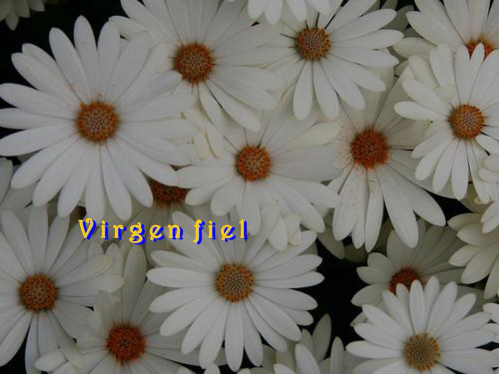 V i r g e n f i e l