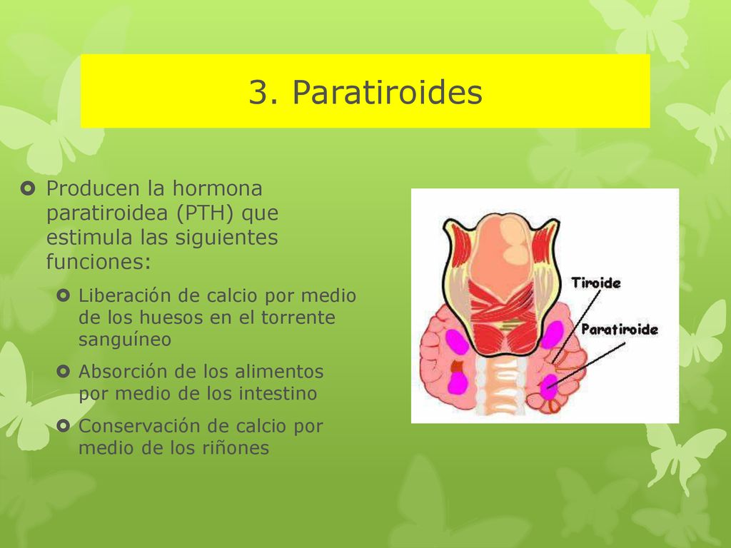 3. Paratiroides Producen la hormona paratiroidea (PTH) que estimula las siguientes funciones: