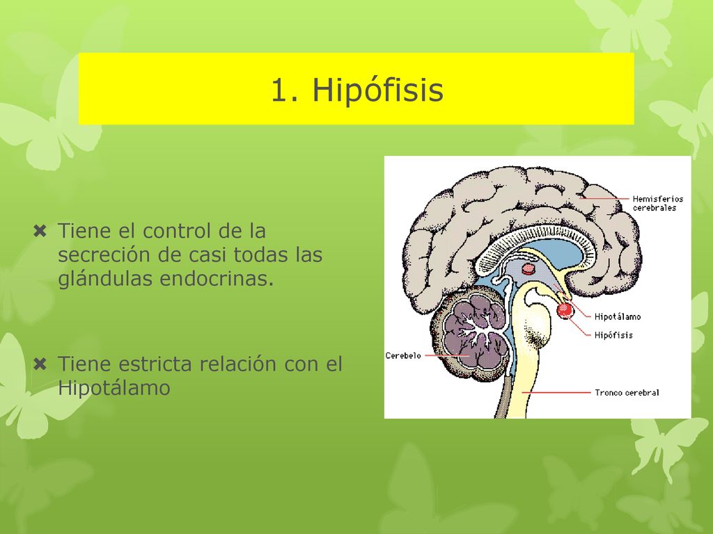 1. Hipófisis Tiene el control de la secreción de casi todas las glándulas endocrinas.