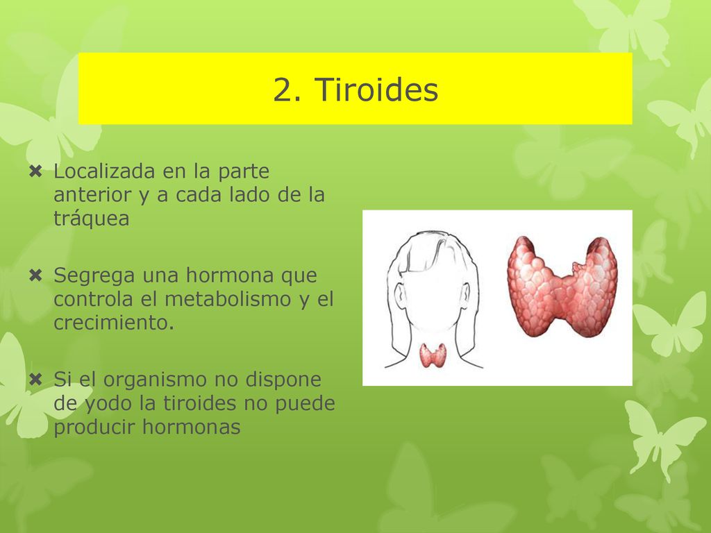 2. Tiroides Localizada en la parte anterior y a cada lado de la tráquea. Segrega una hormona que controla el metabolismo y el crecimiento.