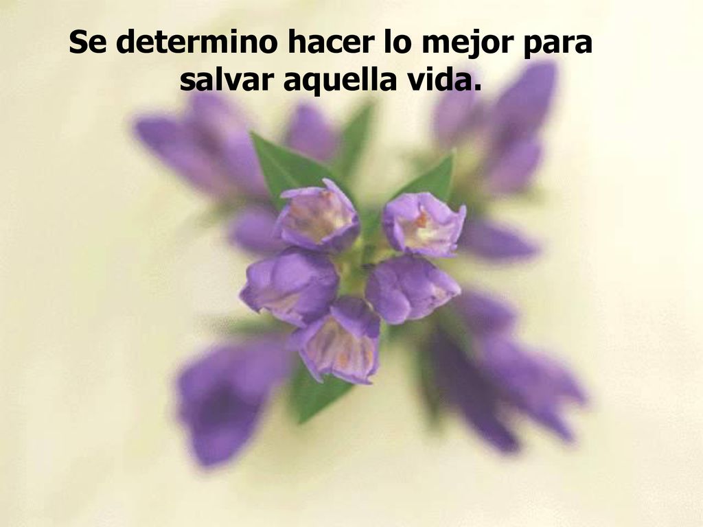 Se determino hacer lo mejor para salvar aquella vida.