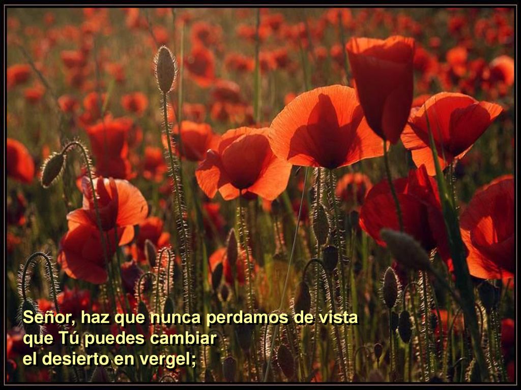 Señor, haz que nunca perdamos de vista que Tú puedes cambiar el desierto en vergel;