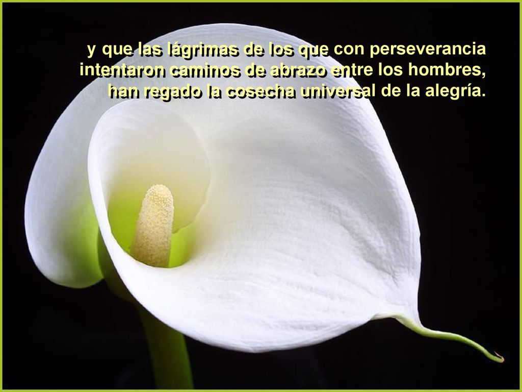 y que las lágrimas de los que con perseverancia intentaron caminos de abrazo entre los hombres, han regado la cosecha universal de la alegría.