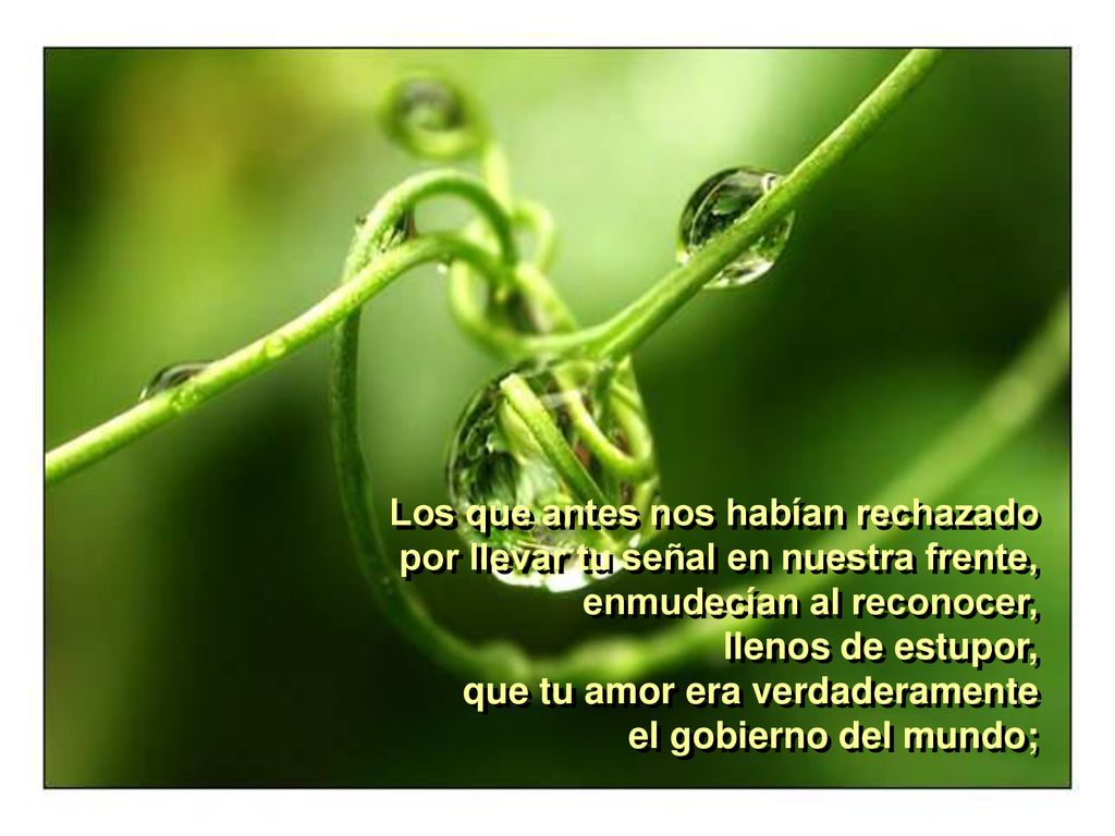 Los que antes nos habían rechazado por llevar tu señal en nuestra frente, enmudecían al reconocer, llenos de estupor, que tu amor era verdaderamente el gobierno del mundo;