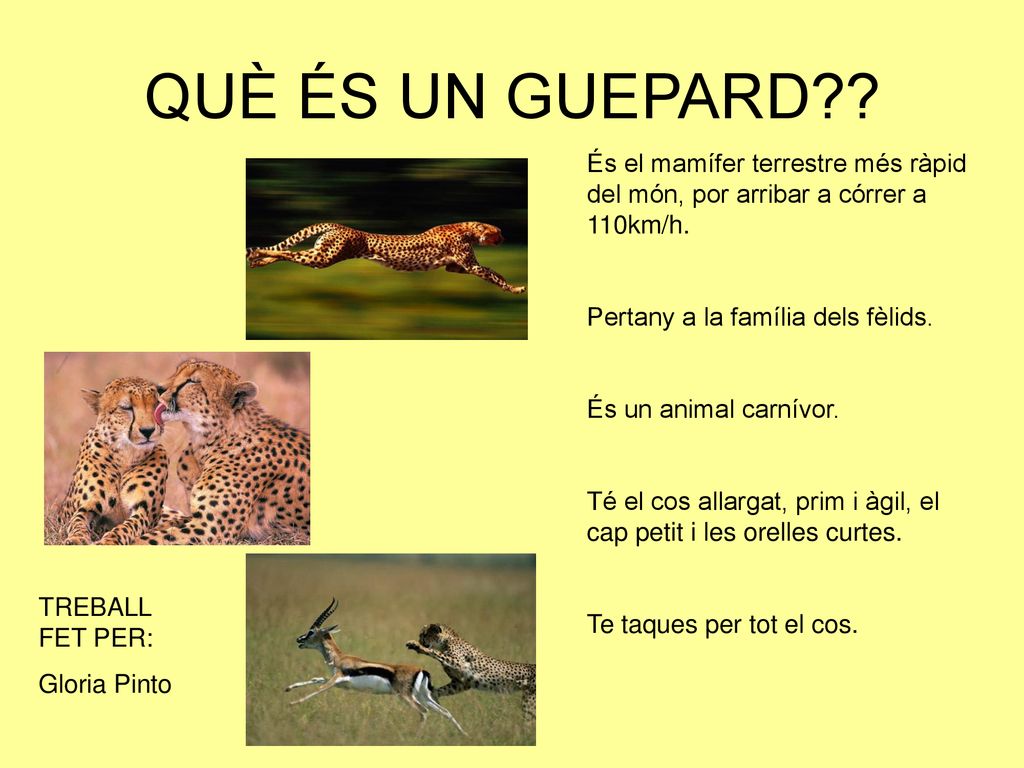 QUÈ ÉS UN GUEPARD És el mamífer terrestre més ràpid del món, por arribar a córrer a 110km/h. Pertany a la família dels fèlids.