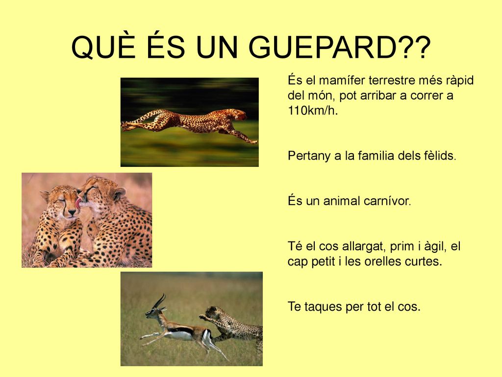 QUÈ ÉS UN GUEPARD És el mamífer terrestre més ràpid del món, pot arribar a correr a 110km/h. Pertany a la familia dels fèlids.
