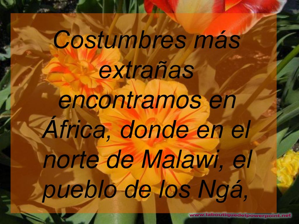 Costumbres más extrañas encontramos en África, donde en el norte de Malawi, el pueblo de los Ngá,