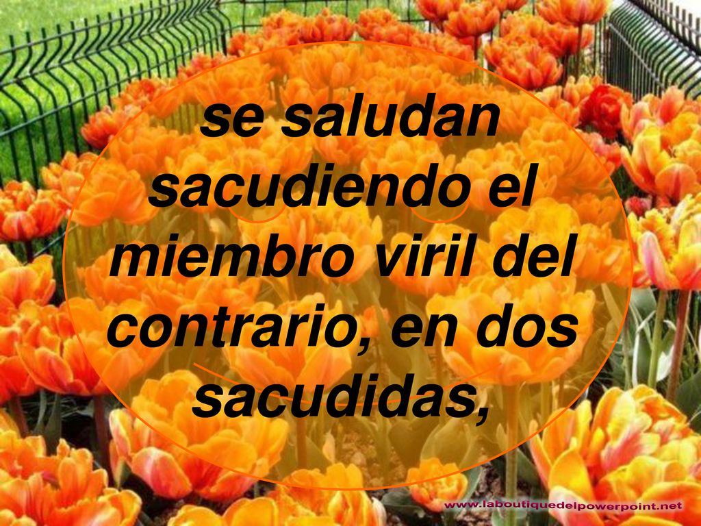 se saludan sacudiendo el miembro viril del contrario, en dos sacudidas,