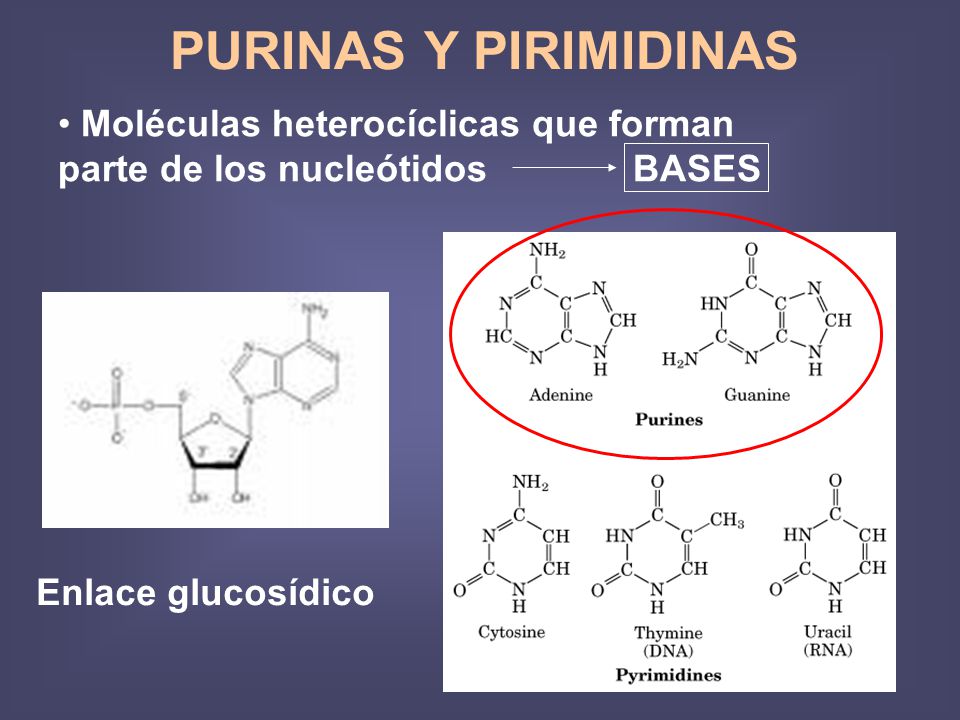 PURINAS Y PIRIMIDINAS Moléculas heterocíclicas que forman parte de los nucleótidos BASES.
