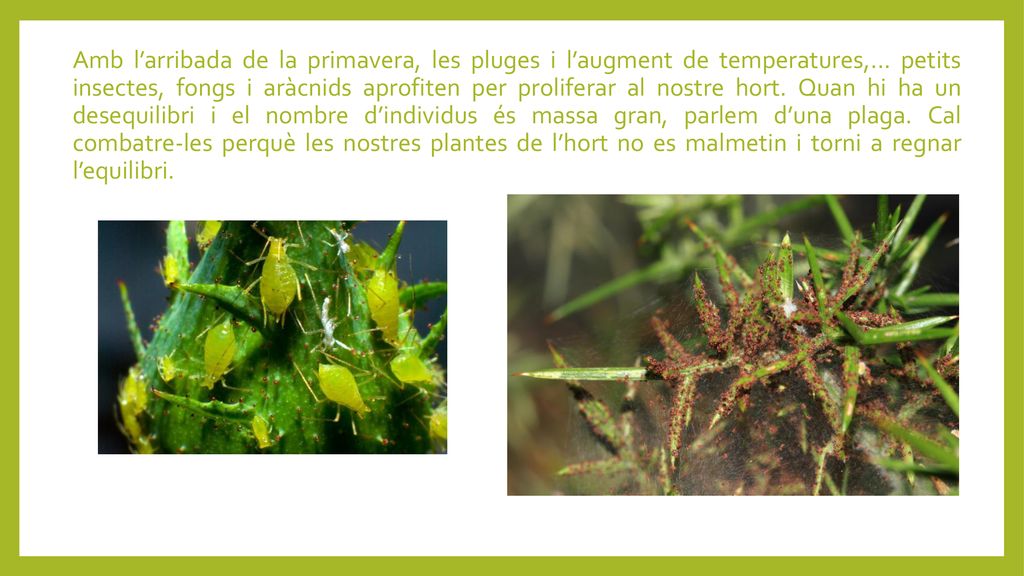 Amb l’arribada de la primavera, les pluges i l’augment de temperatures,...