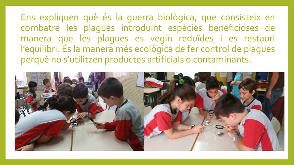 Ens expliquen què és la guerra biològica, que consisteix en combatre les plagues introduint espècies beneficioses de manera que les plagues es vegin reduïdes i es restauri l’equilibri.