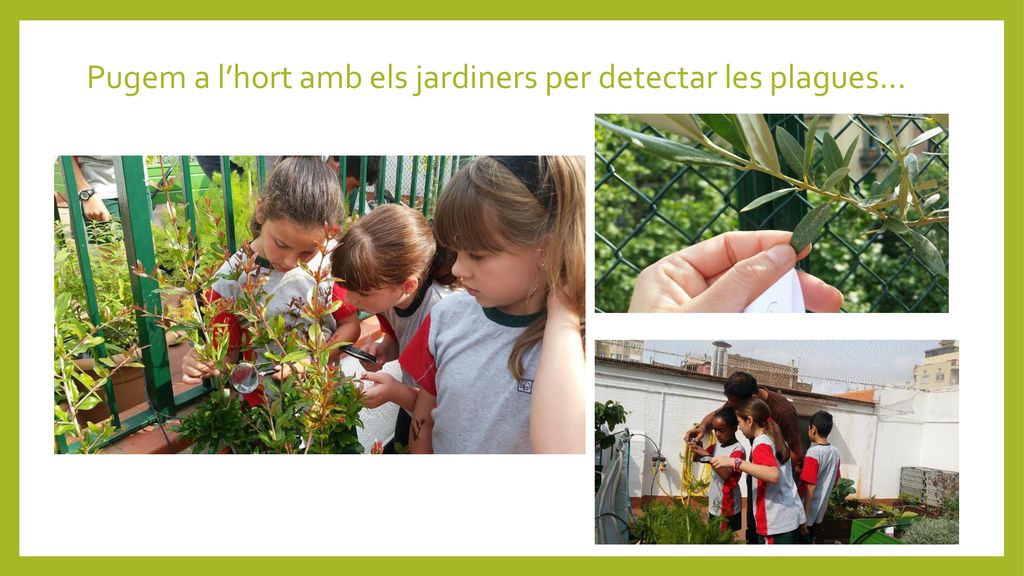 Pugem a l’hort amb els jardiners per detectar les plagues...