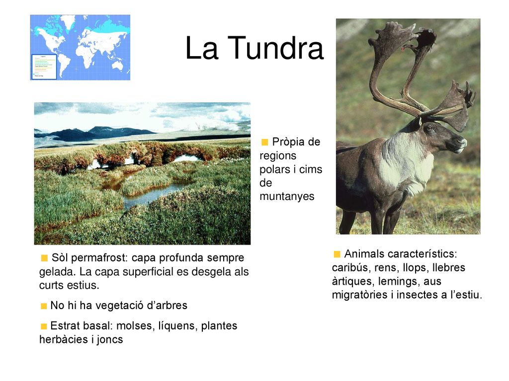 La Tundra Pròpia de regions polars i cims de muntanyes