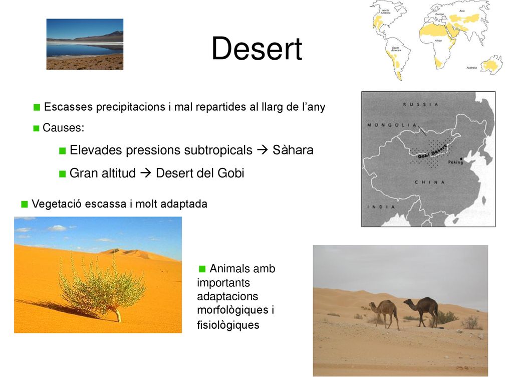 Desert Escasses precipitacions i mal repartides al llarg de l’any