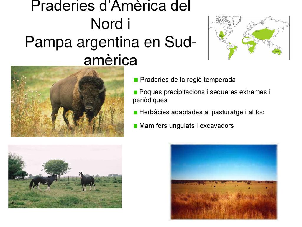 Praderies d’Amèrica del Nord i Pampa argentina en Sud-amèrica