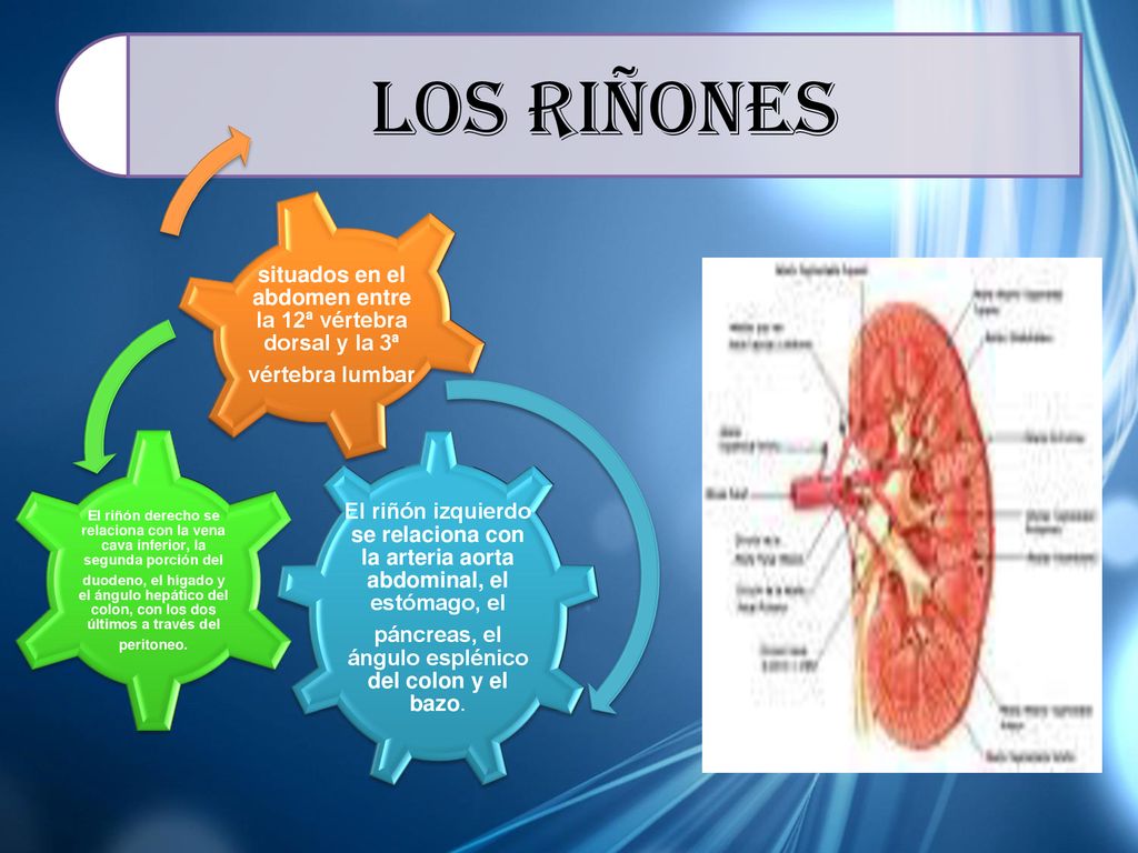 situados en el abdomen entre la 12ª vértebra dorsal y la 3ª