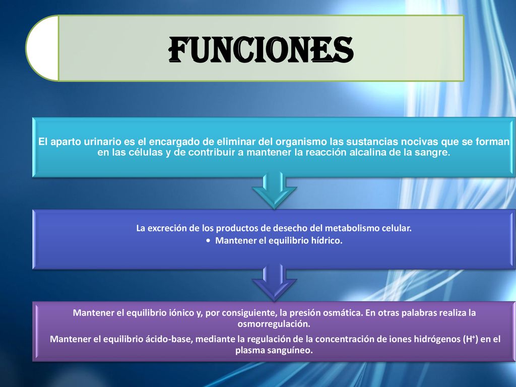 FUNCIONES Mantener el equilibrio iónico y, por consiguiente, la presión osmática. En otras palabras realiza la osmorregulación.