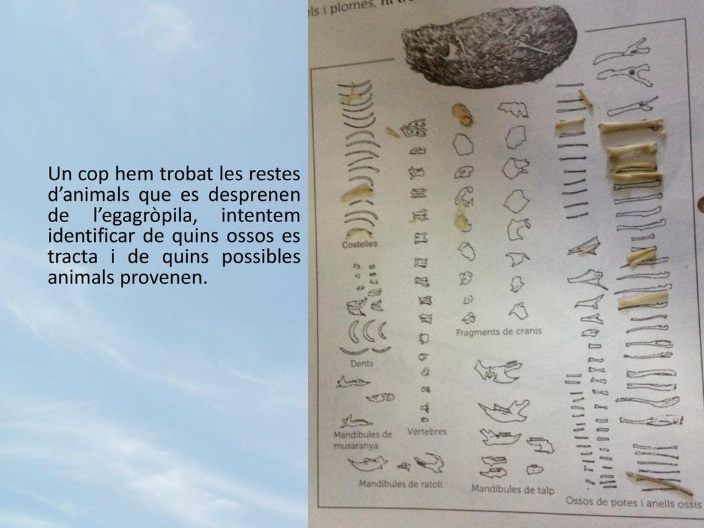Un cop hem trobat les restes d’animals que es desprenen de l’egagròpila, intentem identificar de quins ossos es tracta i de quins possibles animals provenen.