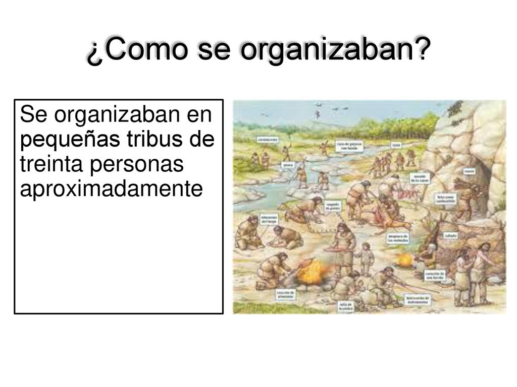 ¿Como se organizaban Se organizaban en pequeñas tribus de treinta personas aproximadamente