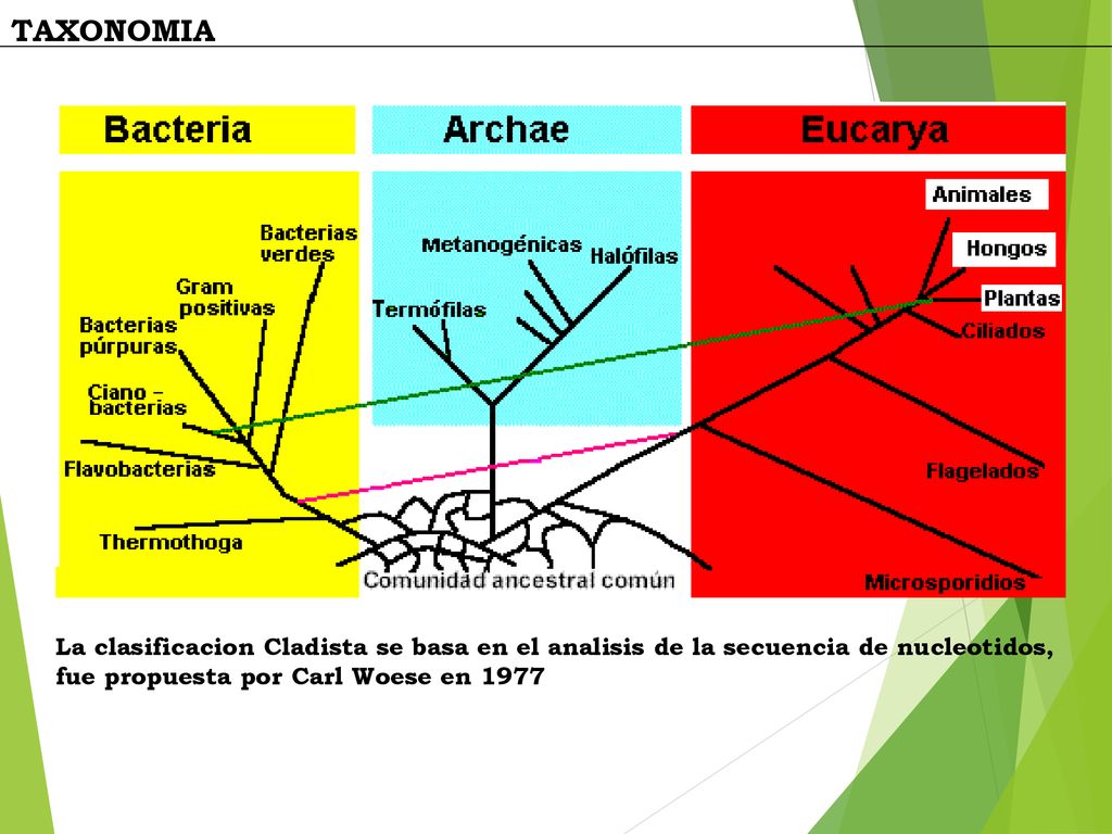 TAXONOMIA La clasificacion Cladista se basa en el analisis de la secuencia de nucleotidos, fue propuesta por Carl Woese en