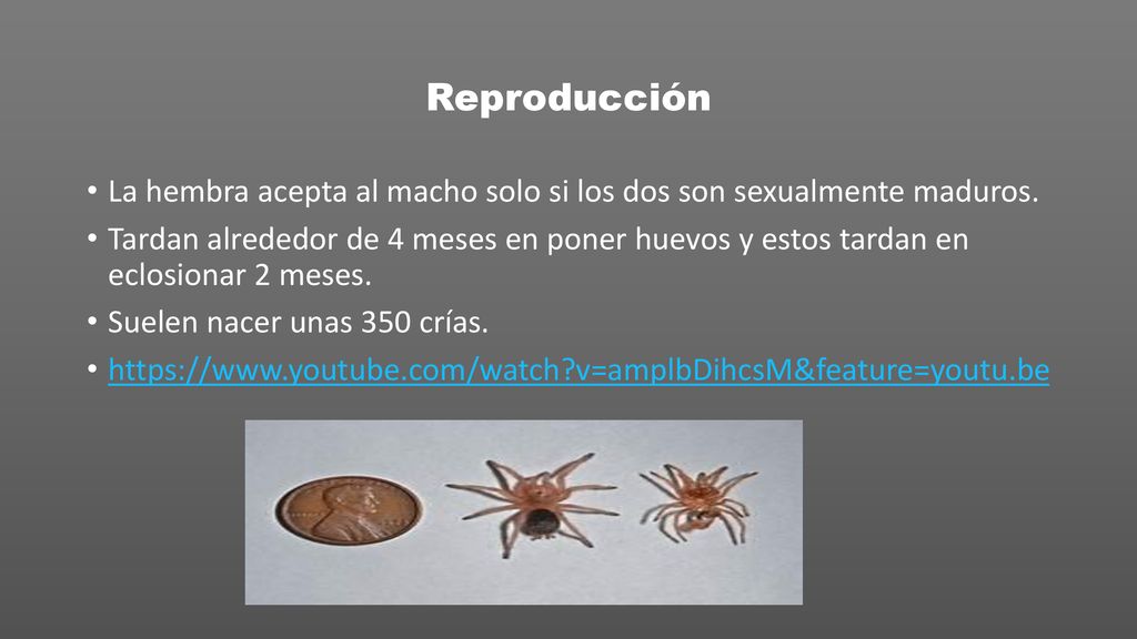Reproducción La hembra acepta al macho solo si los dos son sexualmente maduros.