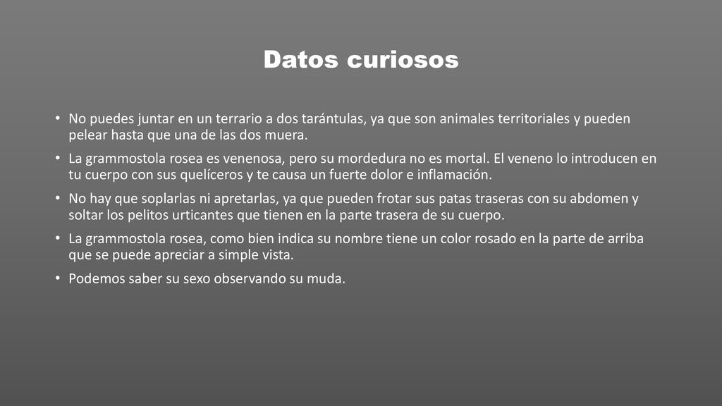 Datos curiosos No puedes juntar en un terrario a dos tarántulas, ya que son animales territoriales y pueden pelear hasta que una de las dos muera.