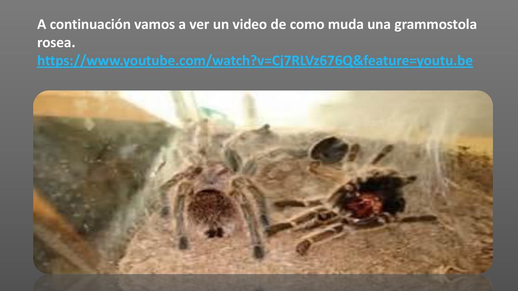 A continuación vamos a ver un video de como muda una grammostola rosea.