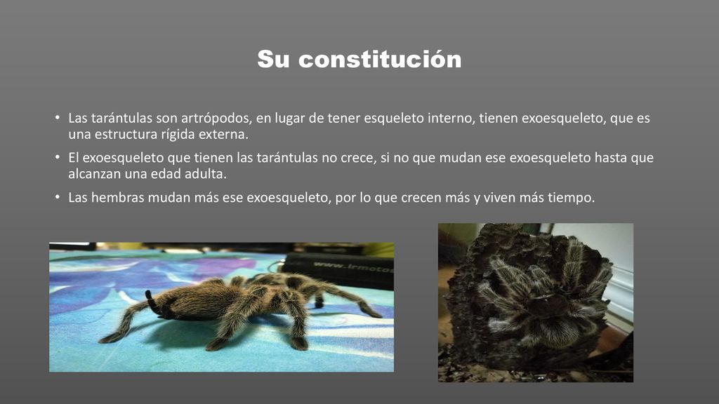 Su constitución Las tarántulas son artrópodos, en lugar de tener esqueleto interno, tienen exoesqueleto, que es una estructura rígida externa.
