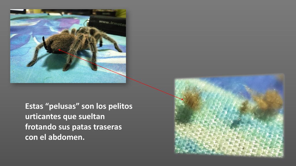 Estas pelusas son los pelitos urticantes que sueltan frotando sus patas traseras con el abdomen.