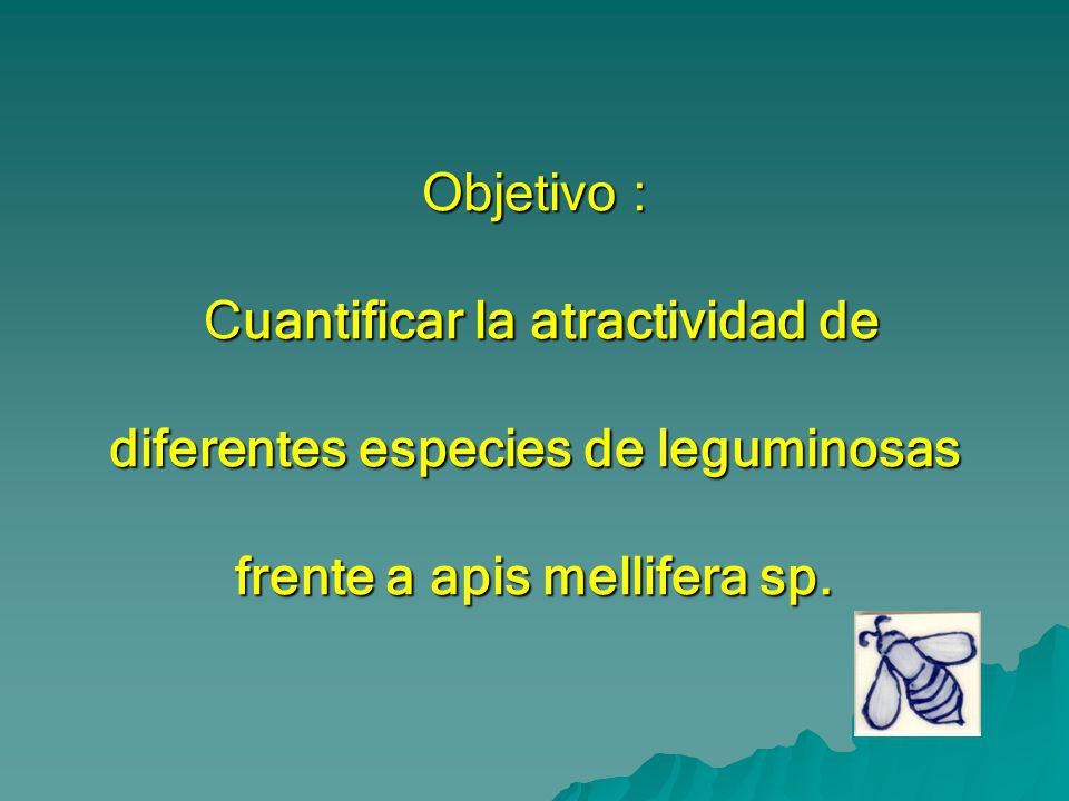Objetivo : Cuantificar la atractividad de diferentes especies de leguminosas frente a apis mellifera sp.