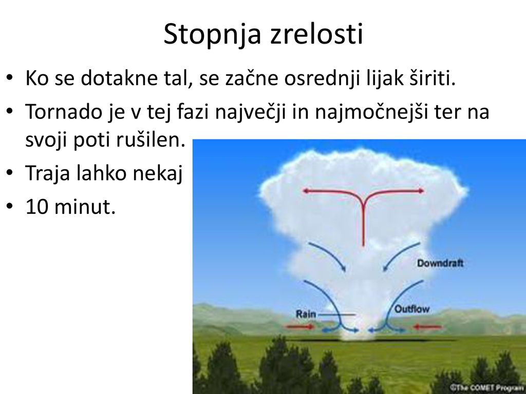 Stopnja zrelosti Ko se dotakne tal, se začne osrednji lijak širiti.