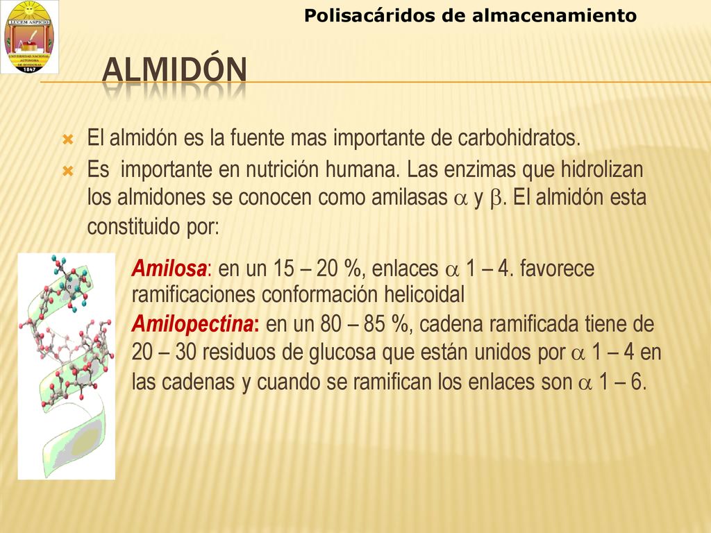 Amilopectina: en un 80 – 85 %, cadena ramificada tiene de