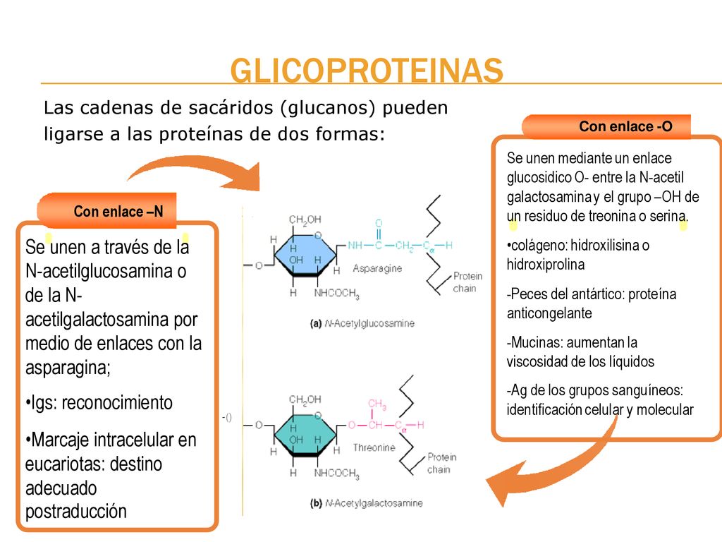 GLICOPROTEINAS Con enlace –N Se unen a través de la