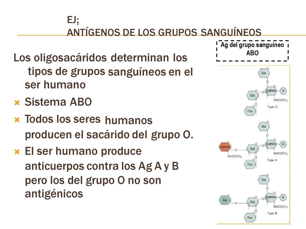 Los oligosacáridos determinan los tipos de grupos ser humano