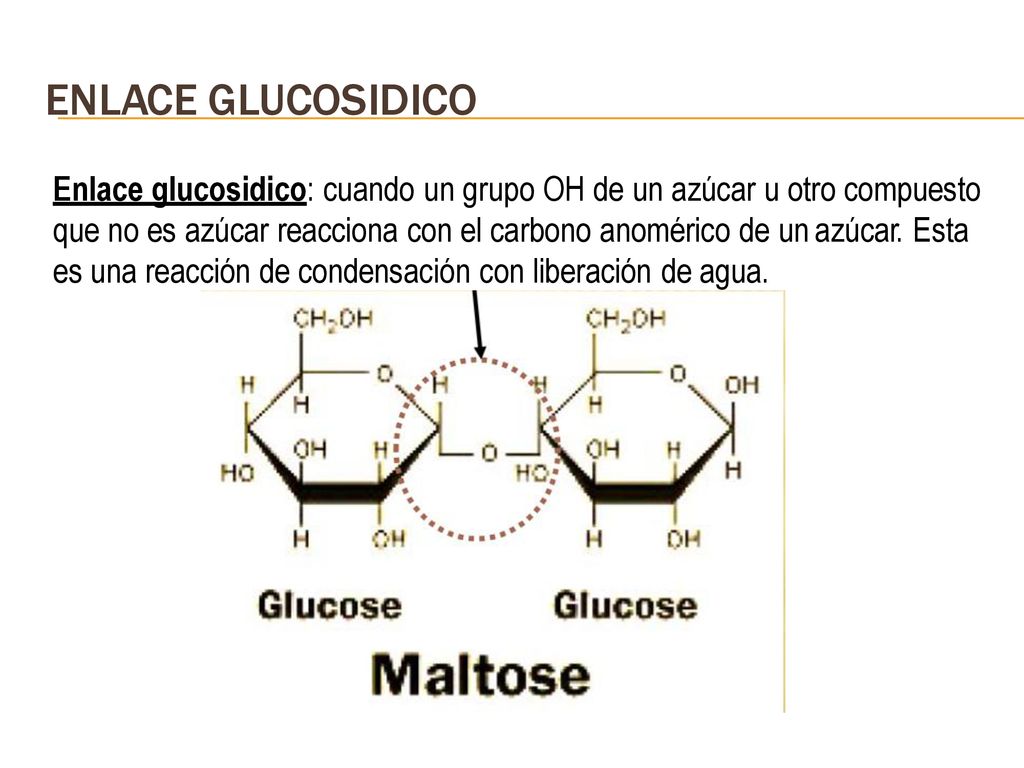 ENLACE GLUCOSIDICO Enlace glucosidico: cuando un grupo OH de un azúcar u otro compuesto. que no es azúcar reacciona con el carbono anomérico de un.