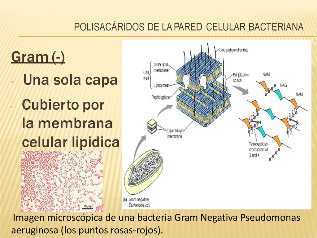 Gram (-) capa la membrana celular lipidica - Una sola - Cubierto por