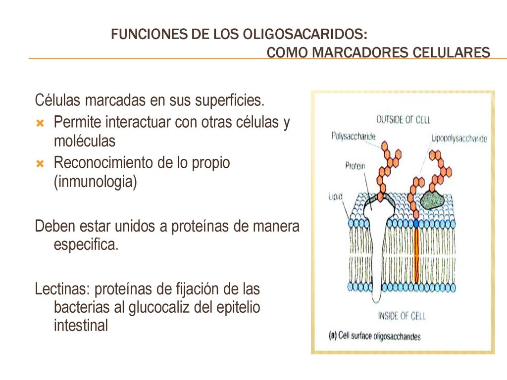 Células marcadas en sus superficies. moléculas (inmunologia)