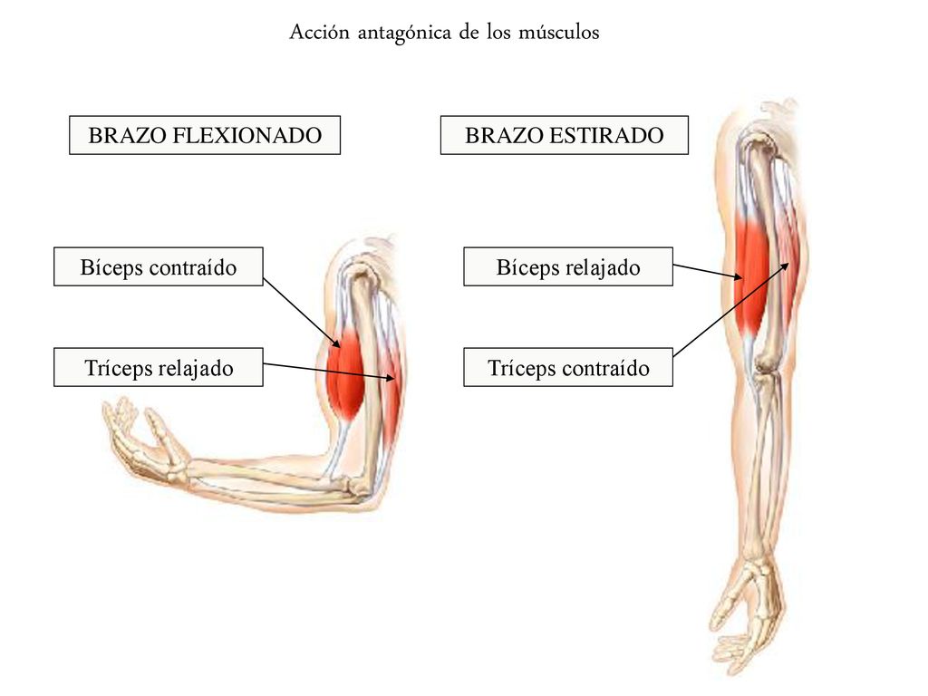 Acción antagónica de los músculos