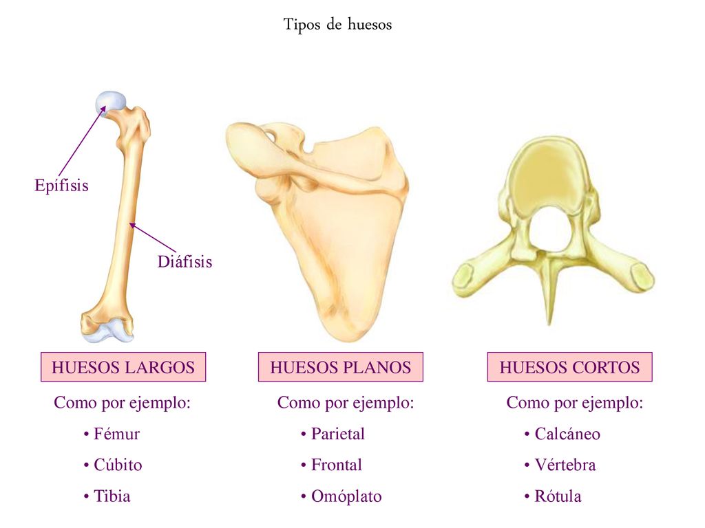Tipos de huesos Epífisis Diáfisis HUESOS LARGOS HUESOS PLANOS