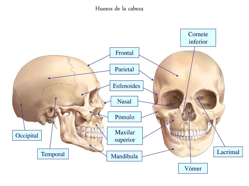 Huesos de la cabeza Cornete inferior Frontal Parietal Esfenoides Nasal