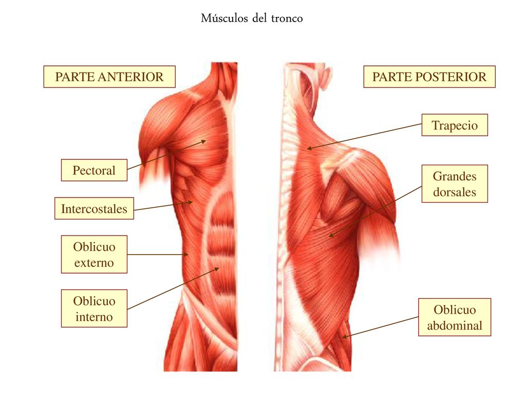Músculos del tronco PARTE ANTERIOR PARTE POSTERIOR Trapecio Pectoral