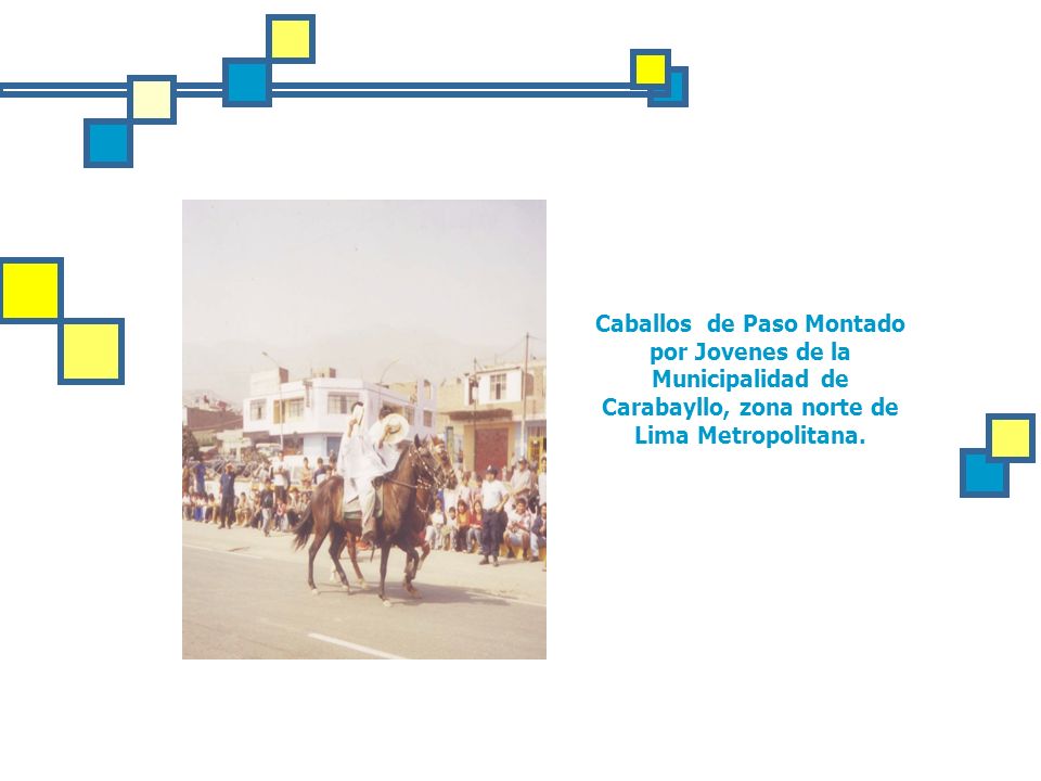 Caballos de Paso Montado por Jovenes de la Municipalidad de Carabayllo, zona norte de Lima Metropolitana.