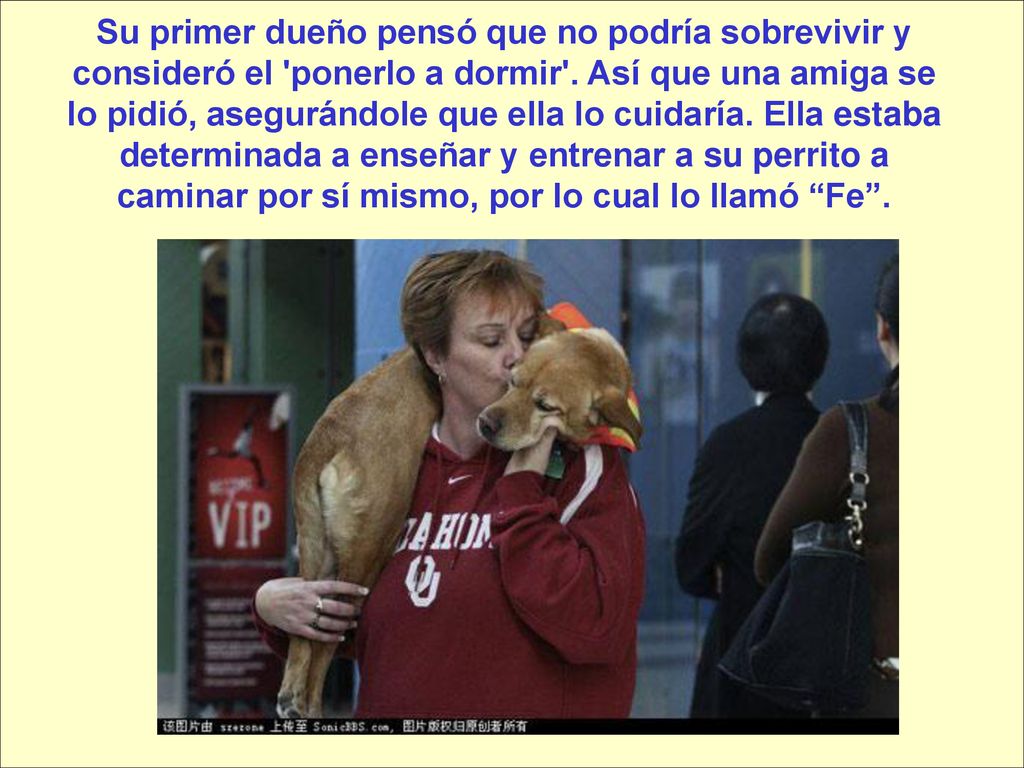 Su primer dueño pensó que no podría sobrevivir y consideró el ponerlo a dormir .