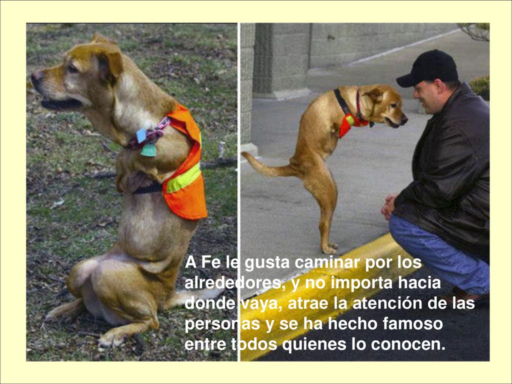 A Fe le gusta caminar por los alrededores, y no importa hacia donde vaya, atrae la atención de las personas y se ha hecho famoso entre todos quienes lo conocen.