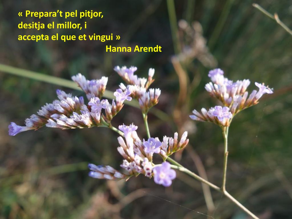 « Prepara’t pel pitjor, desitja el millor, i accepta el que et vingui » Hanna Arendt