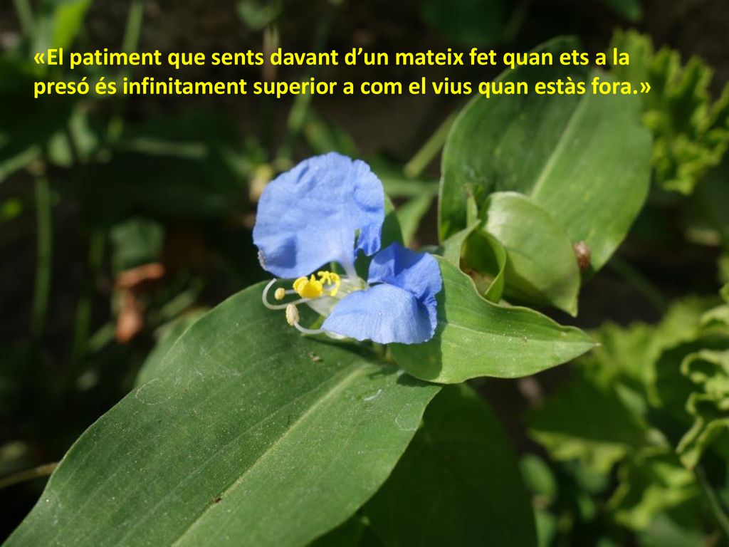 «El patiment que sents davant d’un mateix fet quan ets a la presó és infinitament superior a com el vius quan estàs fora.»