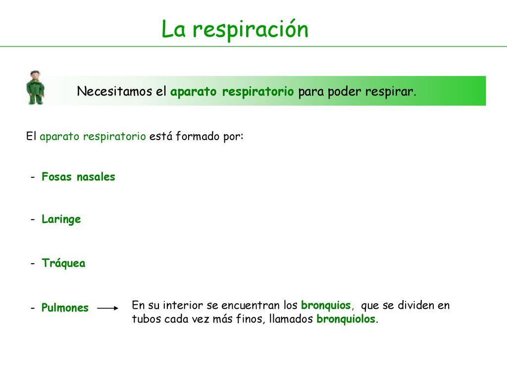 La respiración Necesitamos el aparato respiratorio para poder respirar. El aparato respiratorio está formado por: