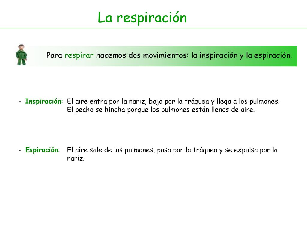 La respiración Para respirar hacemos dos movimientos: la inspiración y la espiración. - Inspiración: