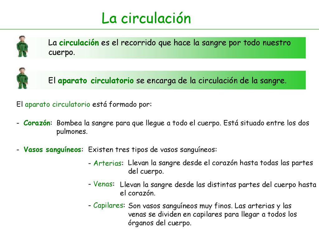 La circulación La circulación es el recorrido que hace la sangre por todo nuestro cuerpo.