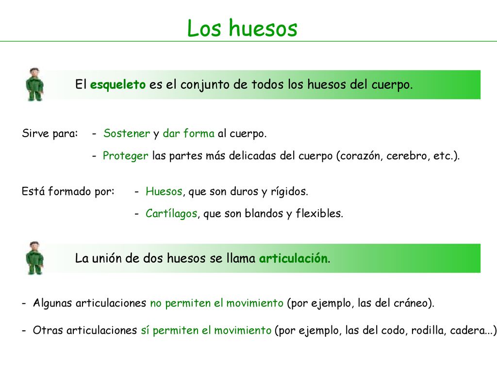 Los huesos El esqueleto es el conjunto de todos los huesos del cuerpo.